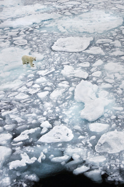 atomism:  Polar Bear On Ice