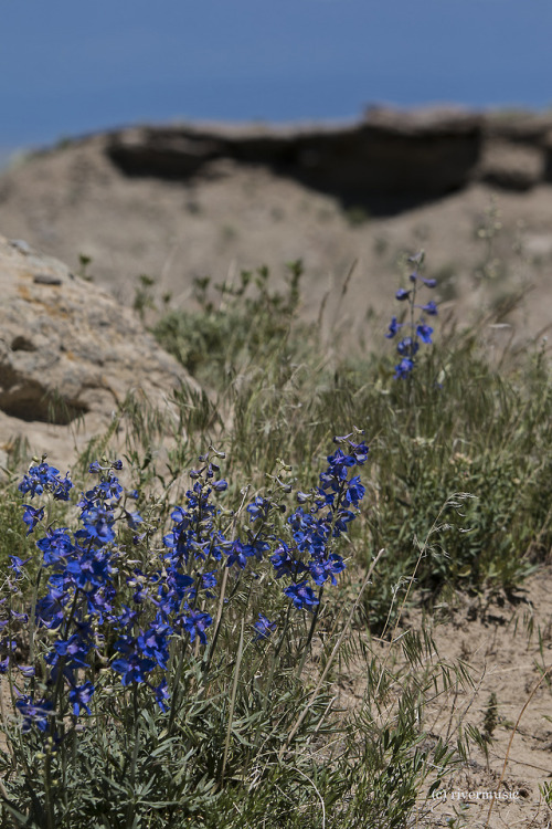 Gorgeous Geyer’s Larkspur nestled in a sandstone alcove, Wyomingriverwindphotography, June 2018