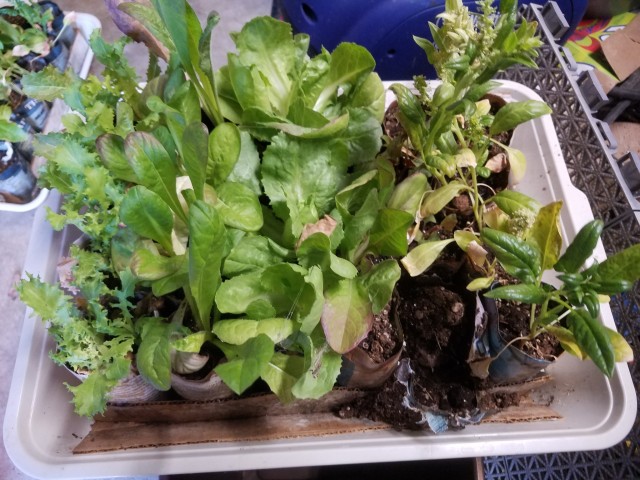 a tray of lettuce starts with one tube halfway destroyed