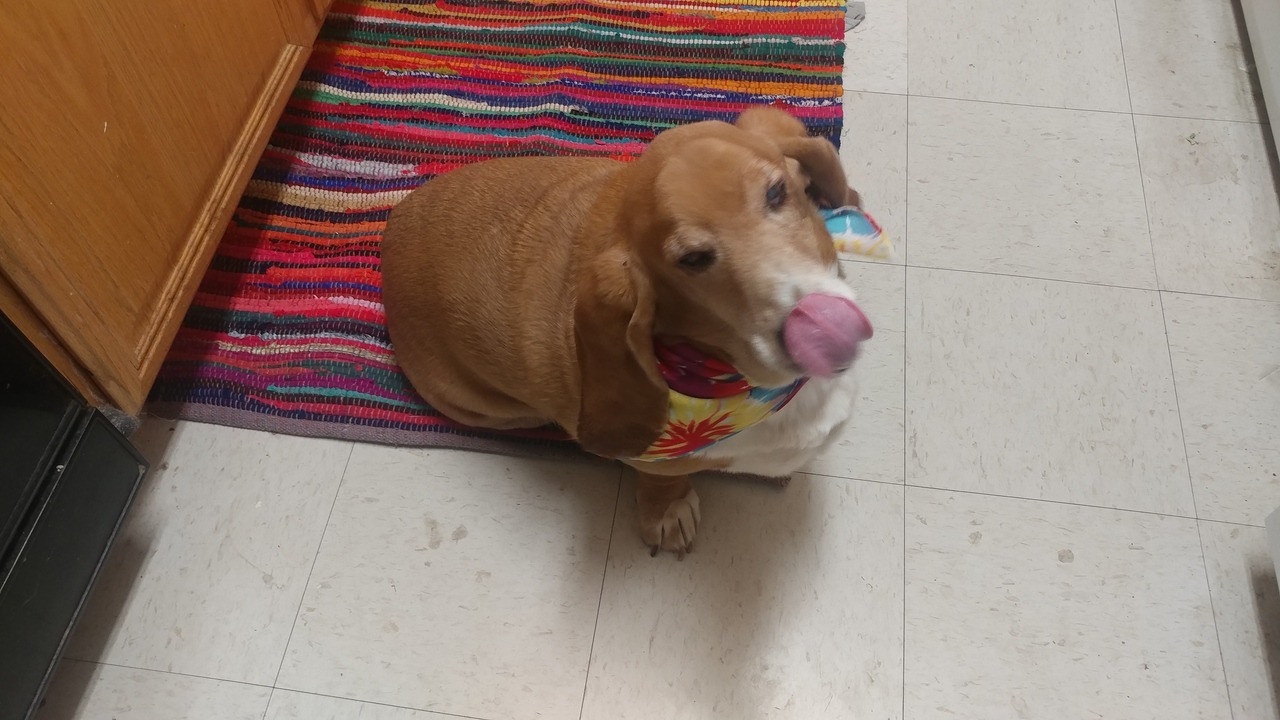 If you&rsquo;re having a rough time here is my good boy being a derp while wearing
