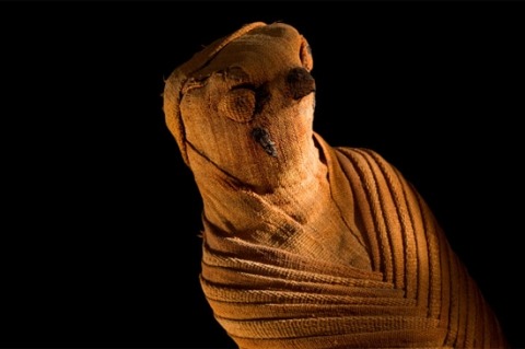 odditiesoflife:  Ancient Animal Mummies Wrapped in linen and carefully laid to rest, animal mummies hold intriguing clues to life and death in ancient Egypt. One hundred years ago, the many thousands of mummified animals that turned up at sacred burial