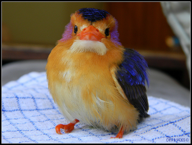 fat-birds:  Pygmy Kingfisher by D&amp;R IMAGES on Flickr. 