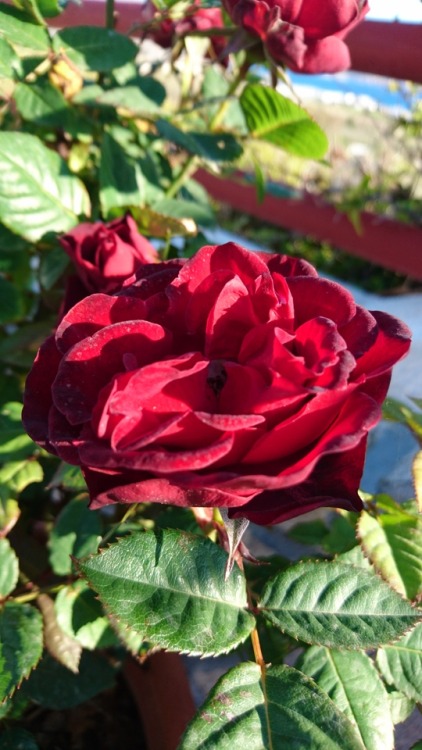 Porn bloomsandfoliage:Deep red rose photos