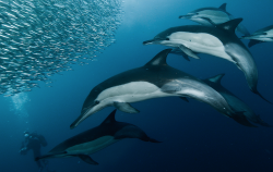 Nubbsgalore:photos By Alexander Safonov Of Dolphins Hunting Sardines Off South Africa’s