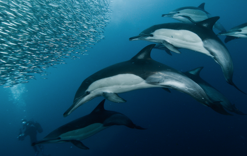 nubbsgalore:photos by alexander safonov of dolphins hunting sardines off south africa’s wild coast. “harmony in motion” is how he describes the hunt. see also: sharks attacking a bait ball