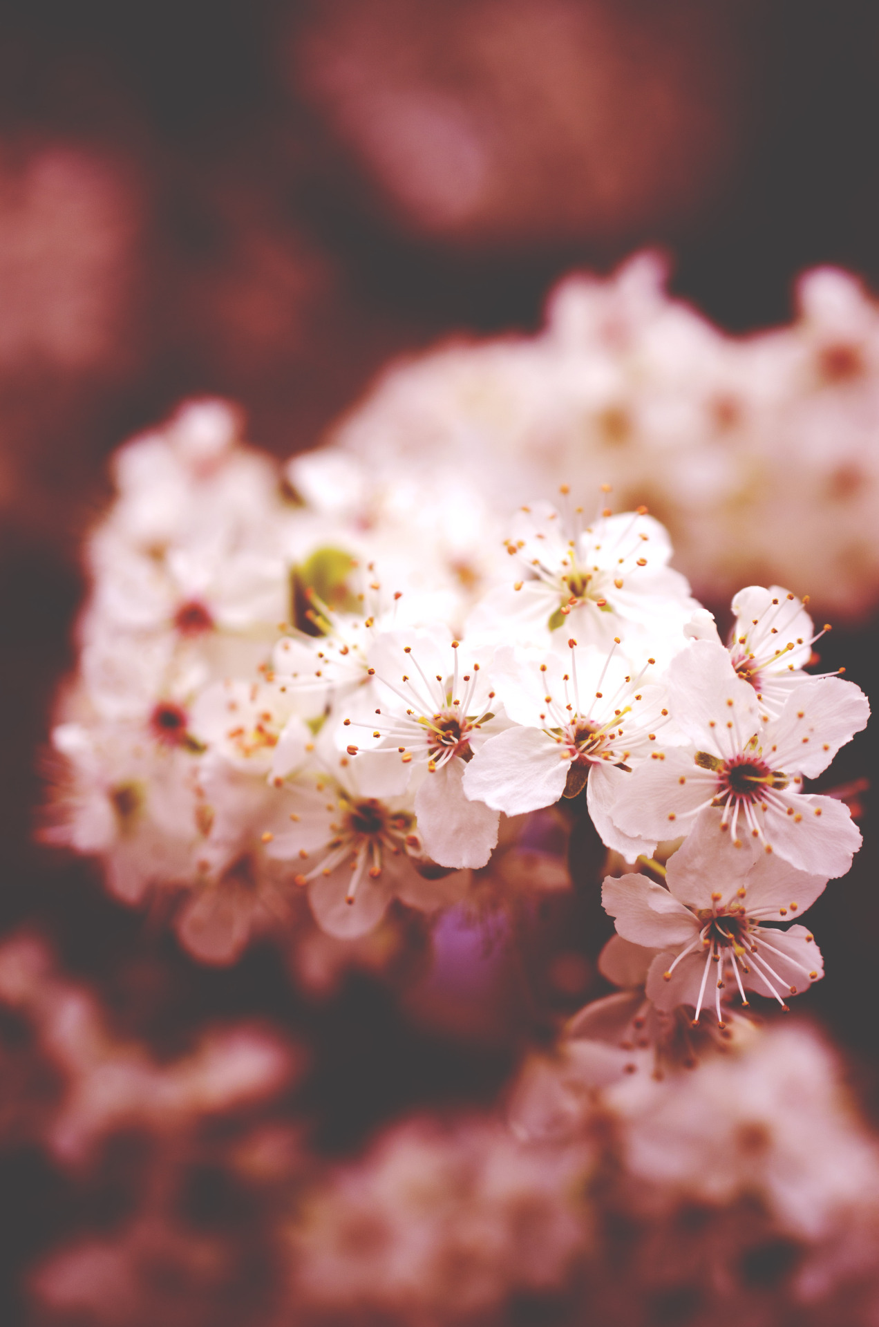 🌸🫰🏻🌸