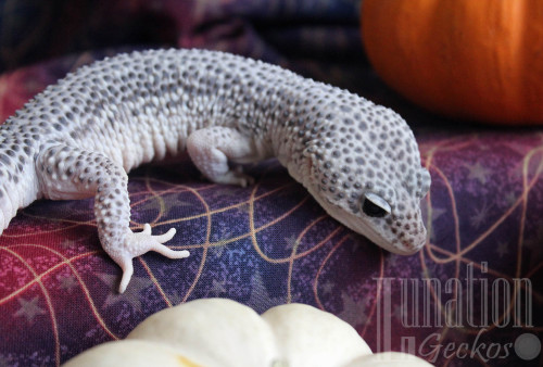 lunationgeckos: There are so many pumpkins at my house right now. 