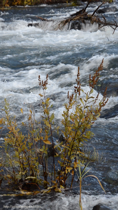 connie-awanderingsoul:Deschutes River, Oregon 