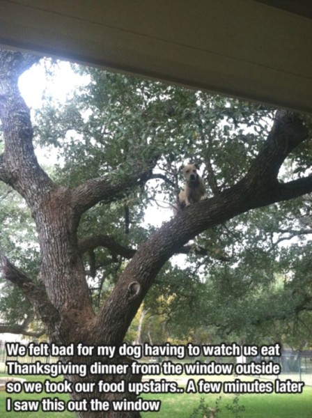 Porn backyardskills:     Dogs are the best things photos