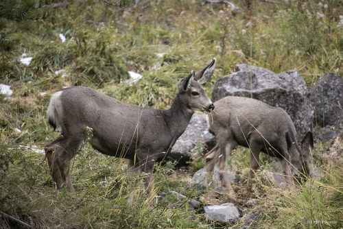 A mule deer doe and her yearling fawn browse calmly somewhere in Yellowstone&copy; riverwindphotogra