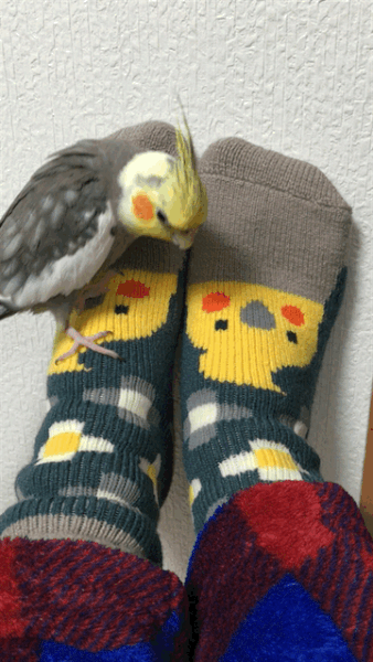 parrot-post:  I received these warm and cushiony cockatiel socks as a present! :)