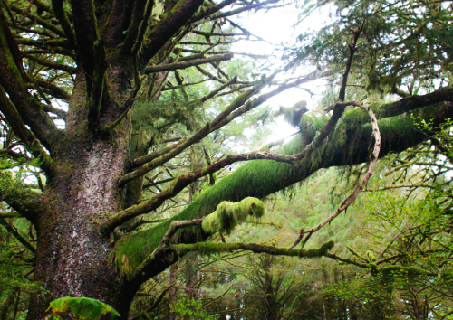 quiet-nymph:◈ Pacific Northwest photography by Michelle N.W. ◈ ◈ Print Shop ◈ Blog ◈ Flickr ◈ ◈ Plea