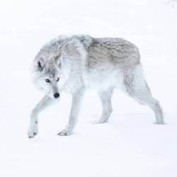 the-smiling-wolf:  geographicwild:  . Stalking.   Photography by @ (Chris Fischer).Wolf.  #snow #winter #wolf #wildlife #nature  Beautiful😊🐺💖