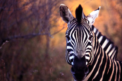 earthlynation:  Zebra by Catman-Suha 