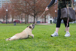 portraitsofboston:  “Somebody yelled at me one time because they thought I was abusing her. She loves this. She is a cross between a dog, a human, a pig and a frog.” https://www.youtube.com/watch?v=DFaAo3L3Q2Q 