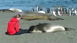  Seal befriends woman sitting on the beach