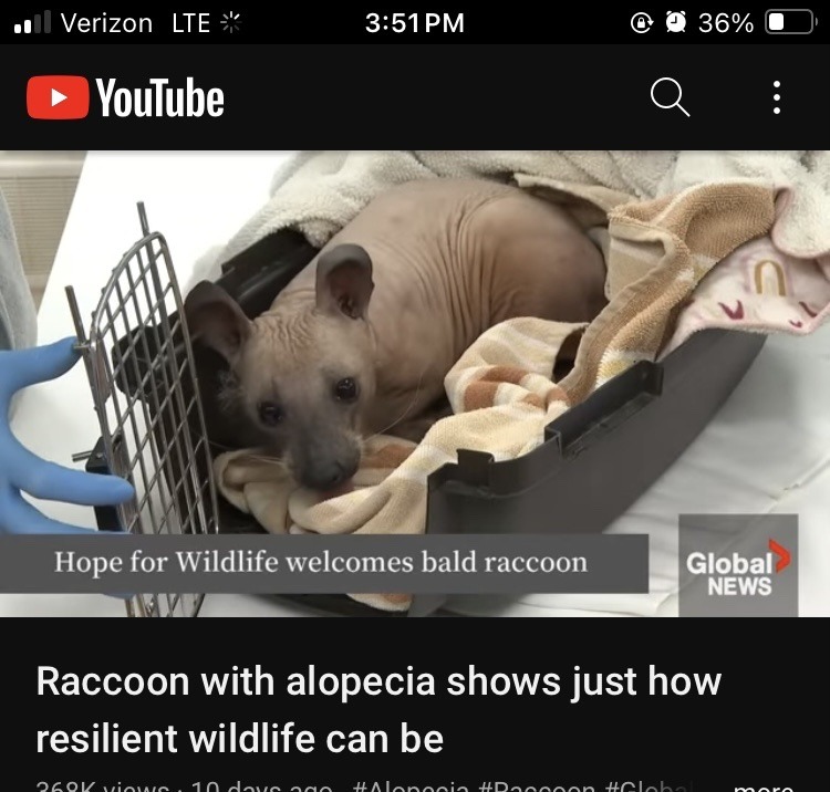 A youtube thumbnail showing a raccoon with alopecia. It has no fur and doesn't look like a raccoon at all.