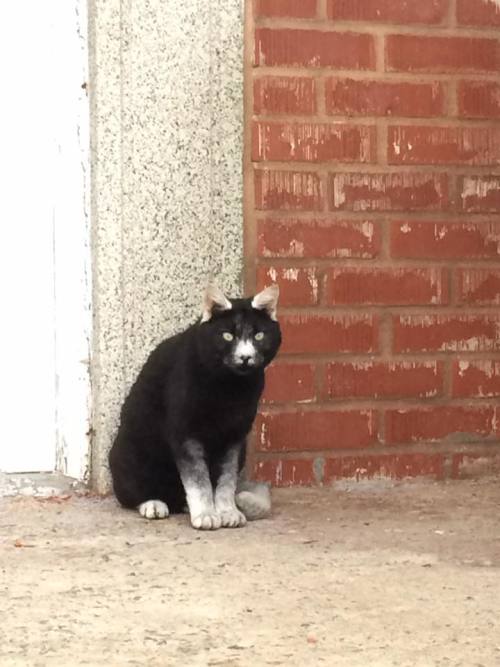 pazdispenser:butterflyinthewell:gaytreasure:catsbeaversandducks:This Cat“I FOUND A SPECIAL CAT