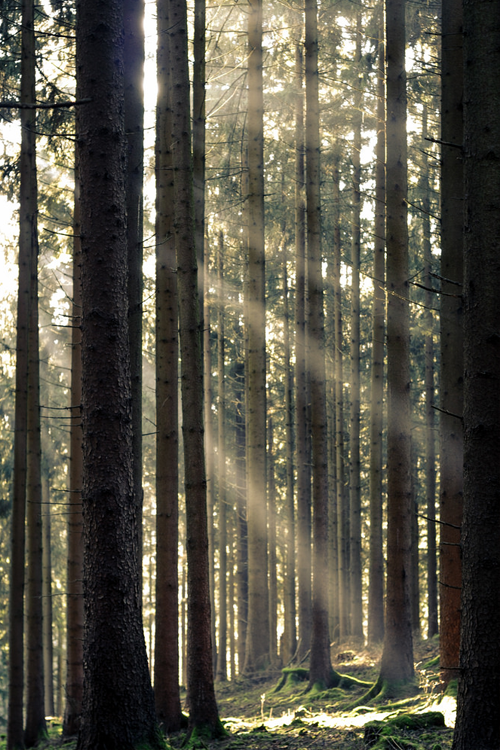 asthmas:Tobias DickSunrays breaking through the twilight