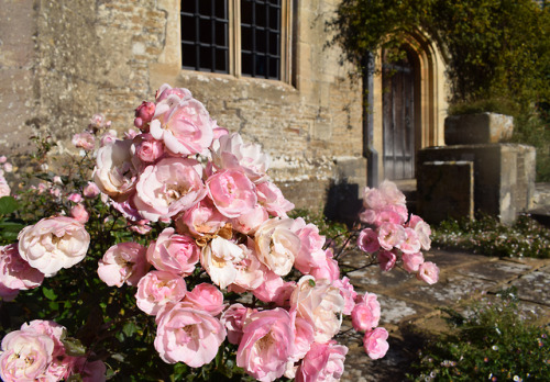 rherlotteshadow:pink roses at great chalfield manor