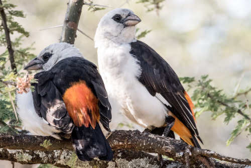 mokacahuete:  Alecto à tête blanche / White-headed Buffalo Weaver - Lemala Ewanjan