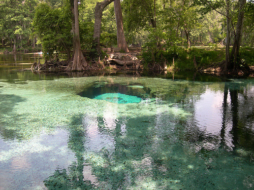 sixpenceee - motidevi - sixpenceee - Ginnie springs in Florida...