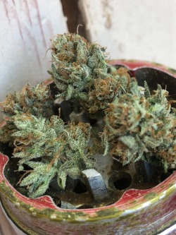 trichomephotography:  Twisted up some homegrown