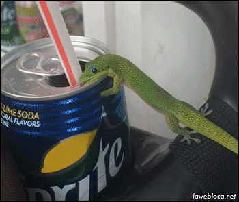 geckopaws:  an important image genre: day geckos licking things 