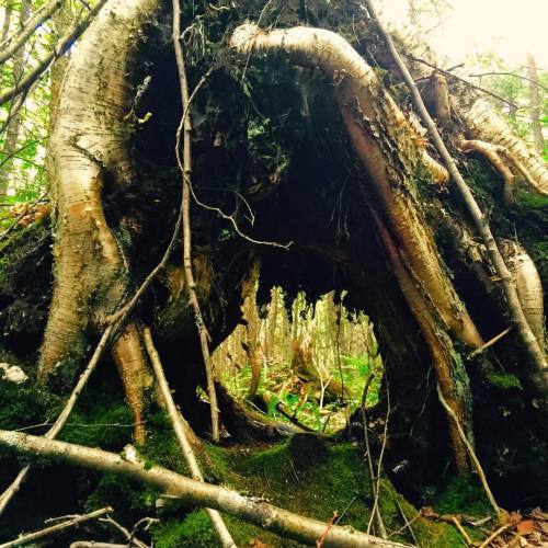 #deepwoods #tree #woods #roots #silverbirch #middleofnowhere