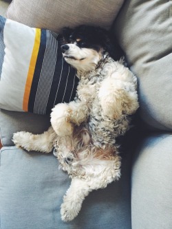 woodythedog:  Saturday’s for snoozing.