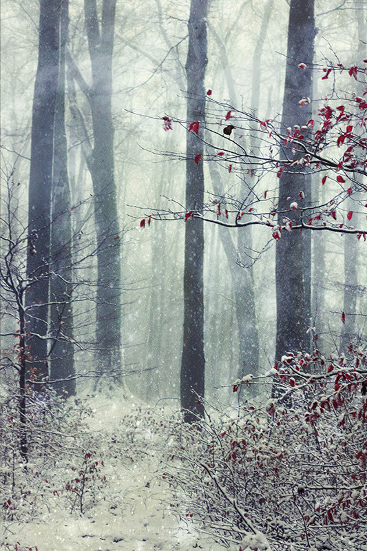 dyrkwyst:cold spell