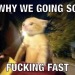 dykefagsupreme:dykefagsupreme:favorite genre of cat is those skrinkled little orange