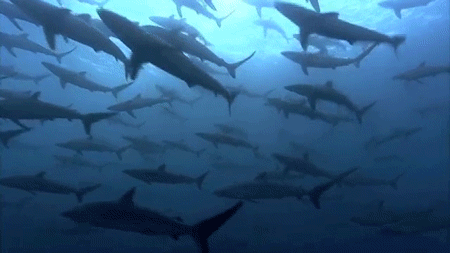 ucresearch:  Why music might be killing sharks For too long, sharks have been portrayed