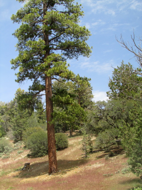 letsbeforestfriends:  big bear, california in may 2014 by letsbeforestfriends