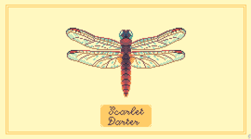 828. Dragonfly