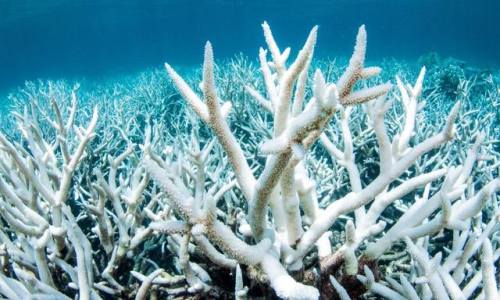 earthstory:Catastrophe strikes for a second year in a rowAustralia’s Great Barrier Reef is one of th