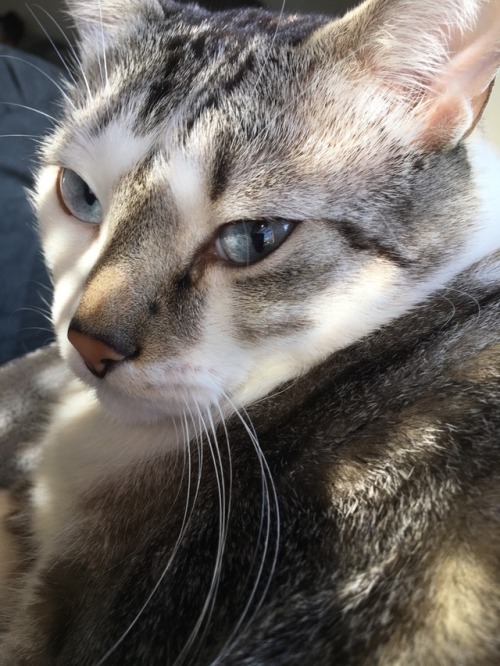 unflatteringcatselfies:  percy likes long naps in the sun, licking himself, and contemplating his position in the universe
