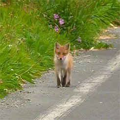 n8yager:  Foxes living on the beach in Hokkaido [x]