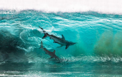 blondebrainpower:  Two sharks surf a wave at Red Bluff, Quobba Station, in remote Western Australia. “The huge bait ball the sharks were feeding on had moved very close to the shoreline,” says photographer Sean Scott, who was on an expedition spanning