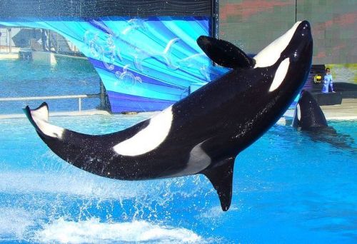 Gender: MalePod: N/APlace of Capture: Born at SeaWorld of CaliforniaDate of Capture: Born on Septemb