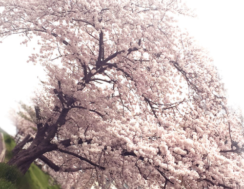 The cherry trees are in full blossom　(*‘ω‘ *)