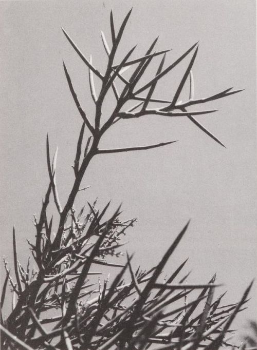 equatorjournal:chihuahuan desert, 1968