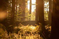 90377:   Buczyna Nature Reserve, Przyłęk, PL by Jacek Ksiazek   