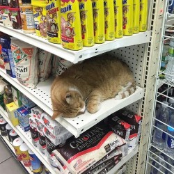 biohazerd:  marci1900: how much is the cat??  Thats the manager sir