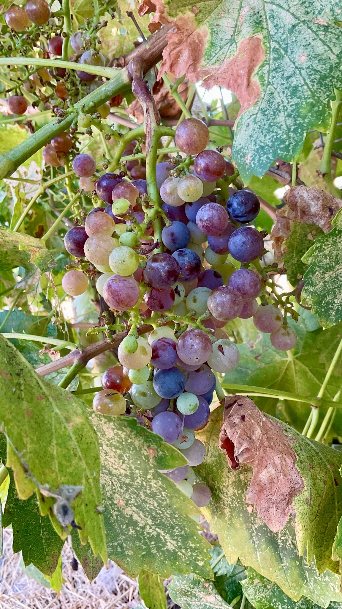 A bunch of grapes on the vine, the fruit ranging from light yellow-green through to deep purple.