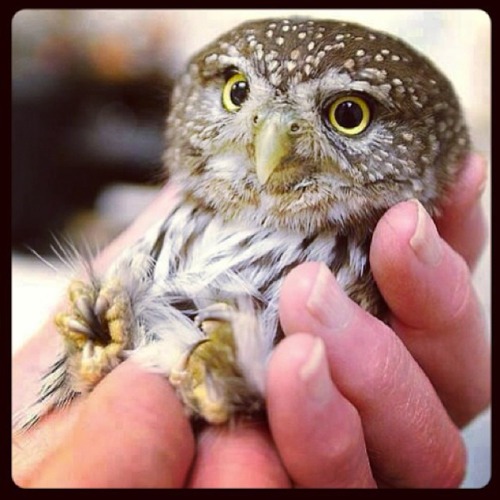 thewinterotter:This is ridiculous, if you’re gonna tell me tumblr needs more pictures of baby owls