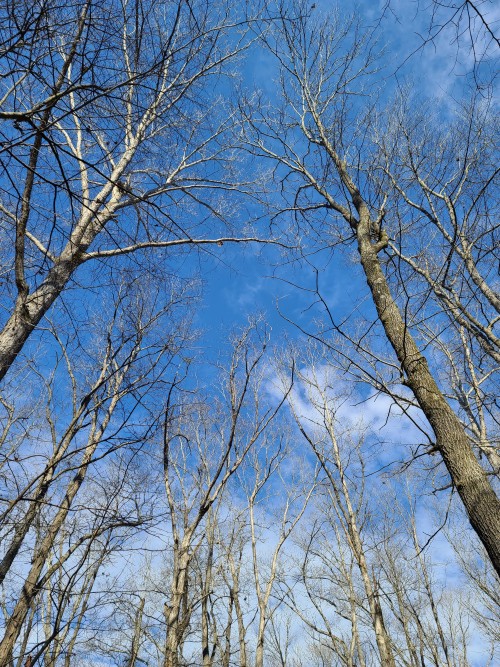 Sitting Beneath The Trees