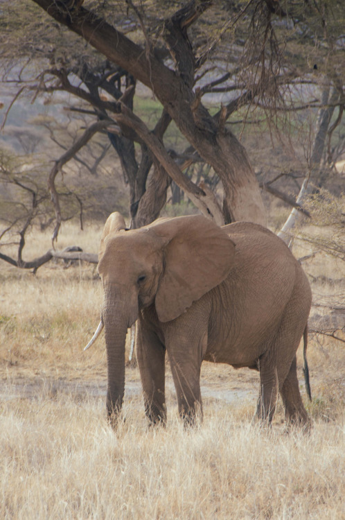 i-long-to-travel-the-world:  danlophotography: Samburu National Reserve | Kenya - If you love this b