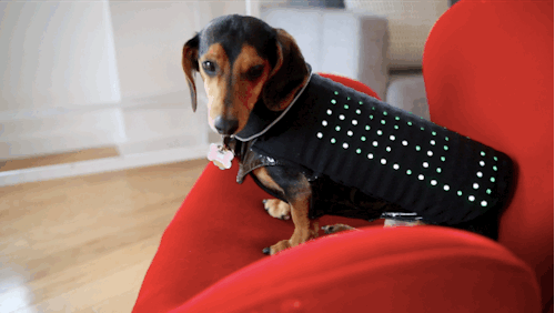 dachshund-parade: Hello Disco Dogbarkpost.com
