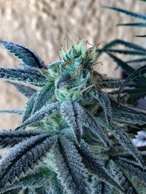 trichomephotography: Slymer at Day 48 and starting her flush ❄️❄️❄️❄️